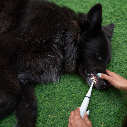 Rarepet CaniLab - Dental Scaler for dogs