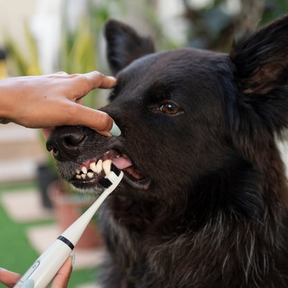 Rarepet CaniLab - Dental Scaler for dogs