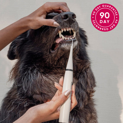 Rarepet CaniLab - Dental Scaler for dogs