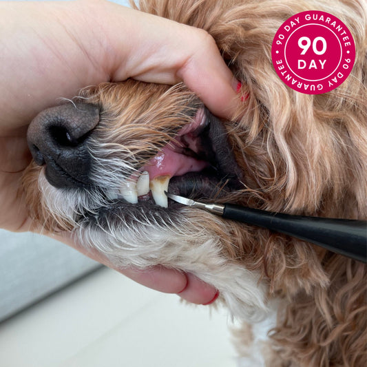 Rarepet CaniLab - Dental Scaler for dogs